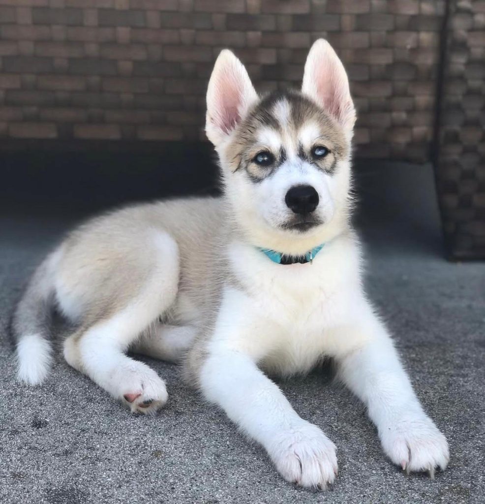 Siberian Huskies for sale in USA